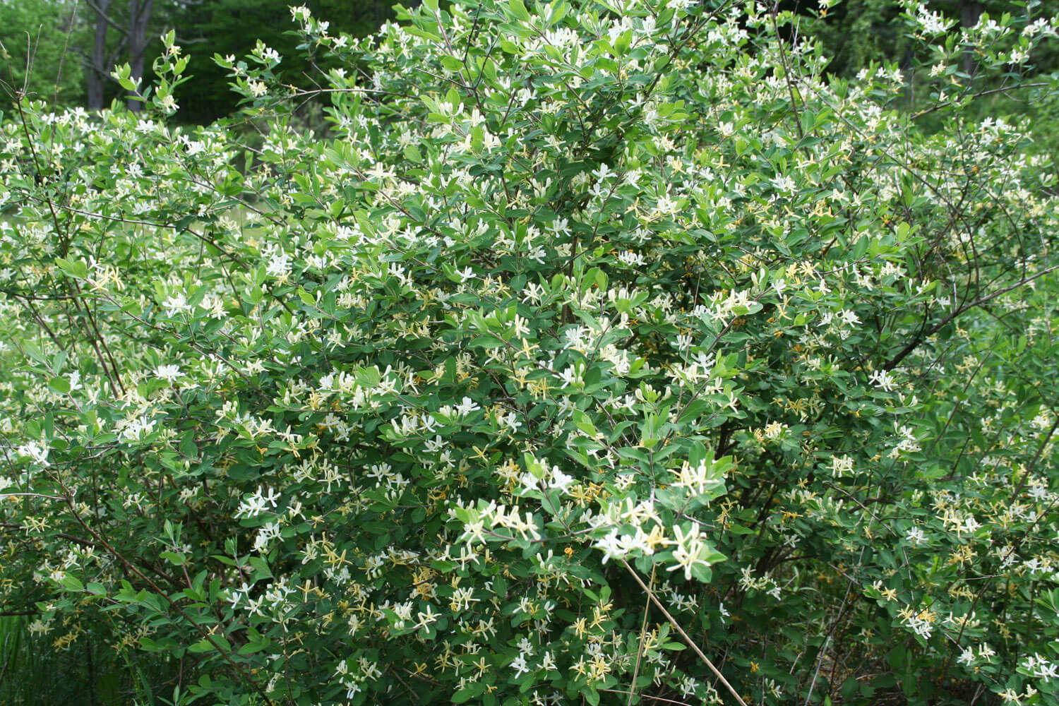 明尼阿波利斯园林布希Honeysuckle